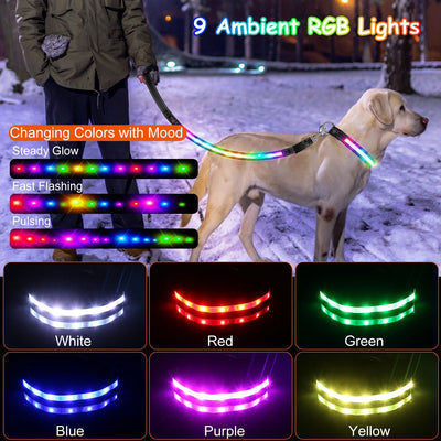 Light Up Dog Leash